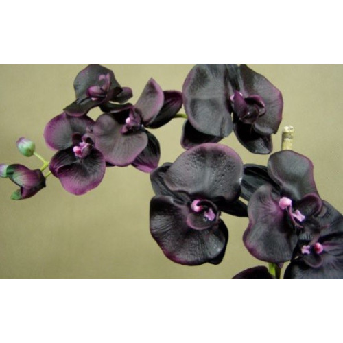 Dyfuzor Premium Reed 100ml Black Orchid CERERIA MOLLA beż  B3CM-1323 (3)