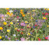 Mieszanka nasion kwiatów beżowy MO6502-13 (2) thumbnail