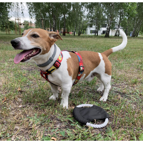Frisbee dla psa RINGO Czarny 20059-02 (3)