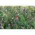 Mieszanka nasion kwiatów beżowy MO6501-13 (2) thumbnail
