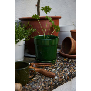 DONICZKA ELISE, MAŁA ZIELONA