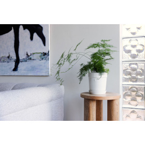 DONICZKA ELISE, ŚREDNIA BIAŁA