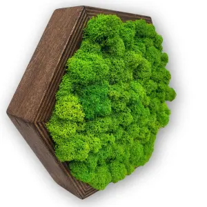 Obraz z mchu chrobotka reniferowego