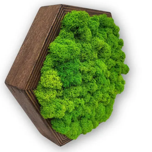 Obraz z mchu chrobotka reniferowego Uniwersalny DCLDR01 (1)