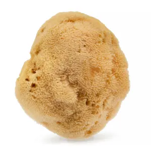 Naturalna gąbka morska 12,5 cm