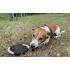 Frisbee dla psa RINGO Czarny 20059-02 (4) thumbnail