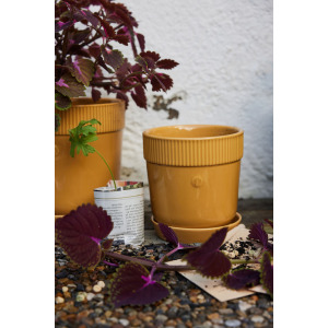 DONICZKA ELISE, MAŁA Ż&Oacute;ŁTA