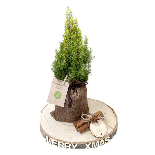 Drzewko iglaste w opakowaniu Naturalny TIP22 