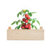 Zestaw do uprawy pomidorów drewna MO6498-40 (3) thumbnail