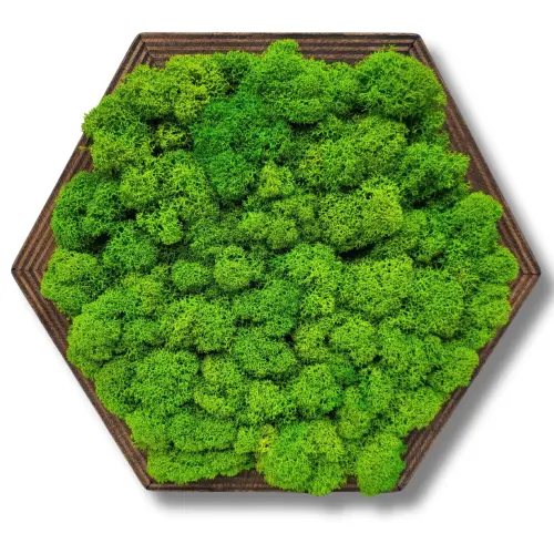 Obraz z mchu chrobotka reniferowego Uniwersalny DCLDR01 