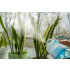 Bidon ze zraszaczem SPRAY 600 ml Niebieski 16234-03 (9) thumbnail