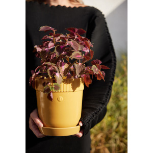 DONICZKA ELISE, ŚREDNIA Ż&Oacute;ŁTA