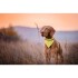 Chustka dla psa żółty V7309-08 (1) thumbnail