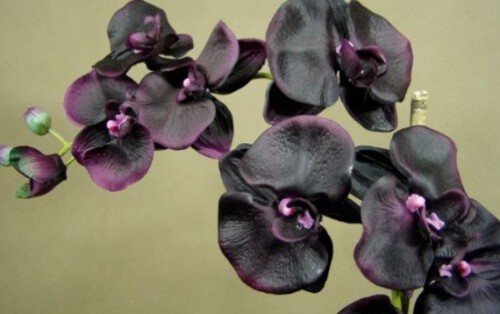 Dyfuzor Premium Reed 100ml Black Orchid CERERIA MOLLA beż  B3CM-1323 (3)