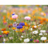 Arkusz A4 z nasionami kwiatów biały MO6914-06 (3) thumbnail