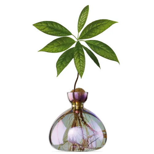 Wazon z rosnącym awokado Uniwersalny ILX01 (2)