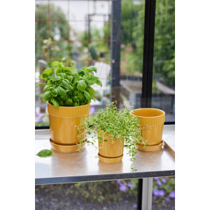 ELISE DONICZKA, Ż&Oacute;ŁTY