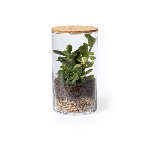 Szklane terrarium, nasiona kaktusa neutralny V0917-00 (1)
