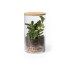 Szklane terrarium, nasiona kaktusa neutralny V0917-00 (1) thumbnail