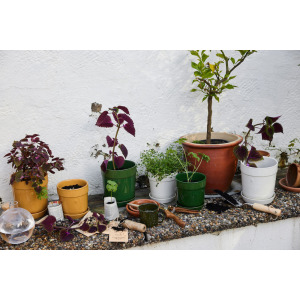 DONICZKA ELISE, MAŁA Ż&Oacute;ŁTA