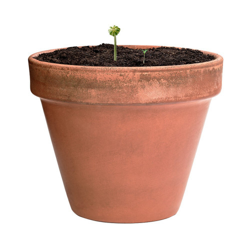 Kula z nasionami dzikich kwiatów Neutralny V7224-00 (4)