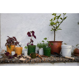 DONICZKA ELISE, MAŁA ZIELONA