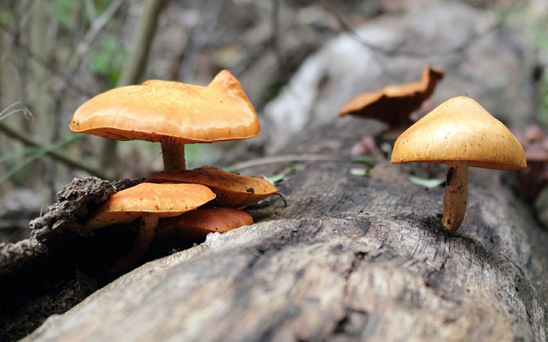 Czas na jesienne Grzybobranie!